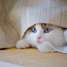 Los gatos son animales muy curiosos y aventureros, aunque tienen sus procesos y tiempos internos.