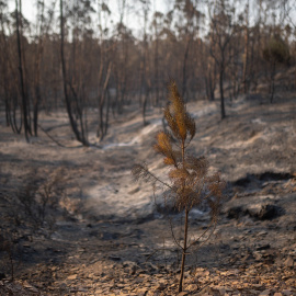 Zona afectada por el incendio de Niebla (Huelva).