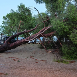 Un arbre caigut al càmping Les Palmeres de Tarragona