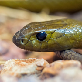 Imagen en detalle de una tapian del interior, considerada la serpiente más peligrosa del mundo.