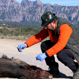 Un caçador voluntari extreu una mostra de sang d'un senglar abatut a prop de Montserrat, en una imatge del febrer. 16/02/2026