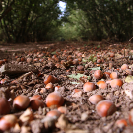 Avellanes de la finca Ca Rosset a punt per plegar els pròxims dies
