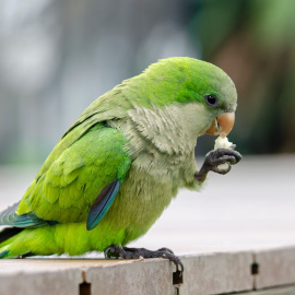 Imagen de una cotorra comiendo.