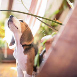 Un perro huele una planta en el salón de su casa.