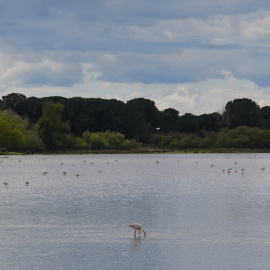 Doñana