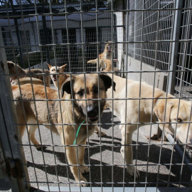 Perros en una protectora de animales esperando una adopción.