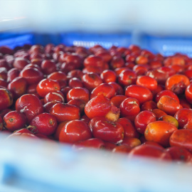 Imagen archivo montón de tomates.