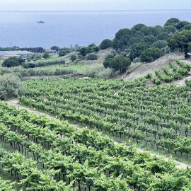 Vinyes del celler Alta Alella