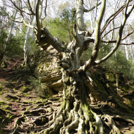 Bosc singular de La Fageda