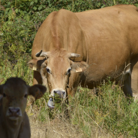 vacas-virus