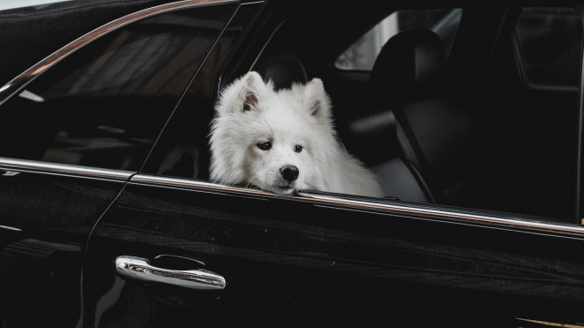 La UE endurece el viaje con mascotas: Nuevos límites de animales y cambios en el pasaporte