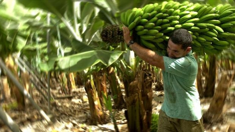 En la imagen, un agricultor traslada un manojo de plátanos.