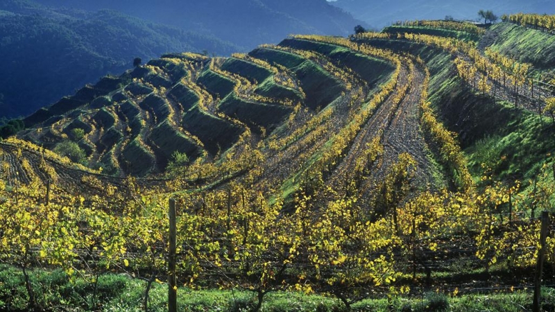 Paisatge del Priorat.