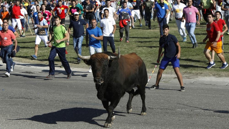 La celebración del Torneo del Toro de la Vega este 12 de septiembre, en Tordesillas. EFE