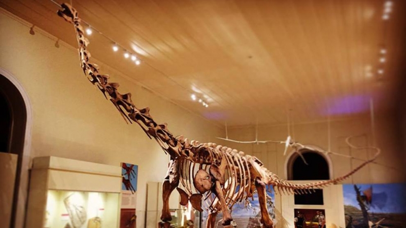 Este enorme esqueleto de dinosaurio es otra de las joyas del Museo Nacional de Brasil. Son los restos del Maxakalisaurus topai, un dinosaurio saurópodo hallado en Minas Gerais.- Museo UFRJ