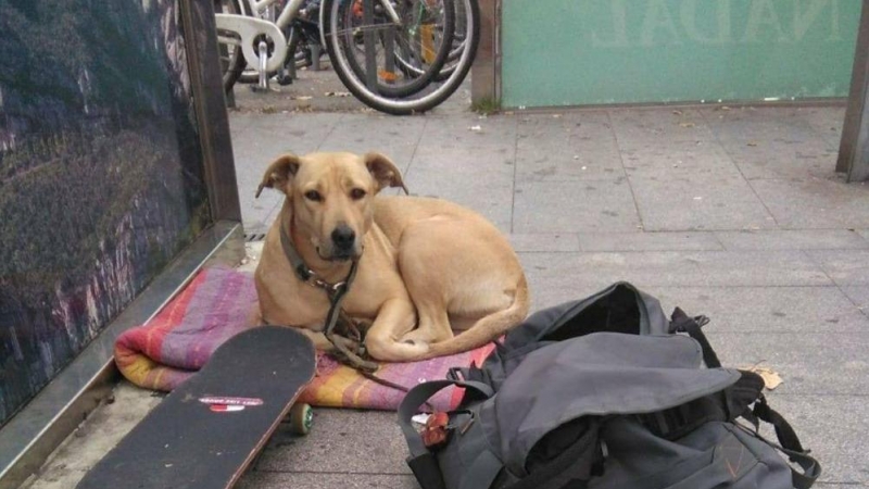 Sota, la perra que murió por un disparo de la Guardia Urbana. / EUROPA PRESS