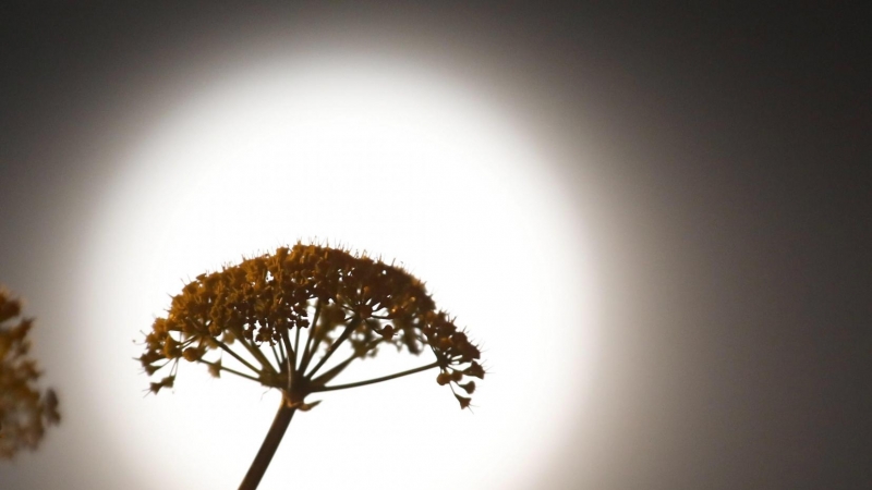 La superluna asoma entre las ramas de una planta en Nicosia (Chipre). - EFE/ Katia Christodoulou