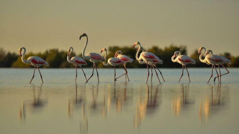 Flamencos en las marismas de Doñana. Foto: Diego López. WWFEspaña.