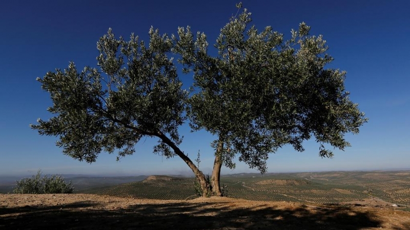 Un olivo frente a los olivares de Porcuna (Jaén). REUTERS / Marcelo del Pozo