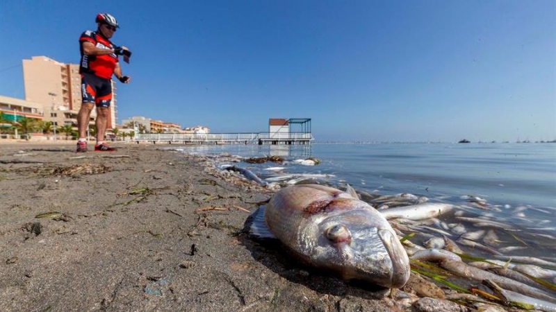 Peces muertos en la playa del Mar Menor tras la gota fría de octubre (Murcia)./ Marcial Guillén (EFE)
