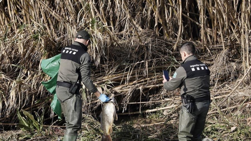 Agents rurals de la Generalitat recullen un peix mort al riu Besòs, contaminat per productes de la planta de reciclatge que es va incendiar a Montornès del Vallès. EFE/Andreu Dalmau