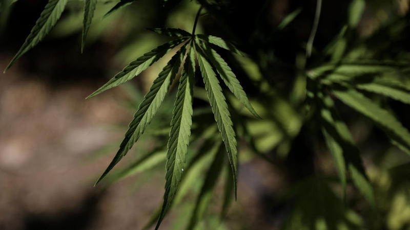 El Gobierno italiano quiere despenalizar la venta de cannabis con menos de 0,5% de THC en 2020. / Reuters