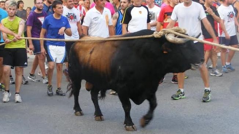 Un bou capçallat. Plataforma Prou Correbous.