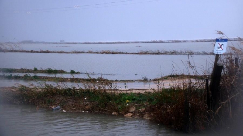 Arrossars inundats al Delta de l'Ebre.