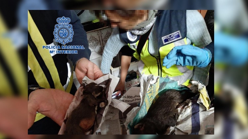 La Policía Nacional desmantela en Madrid dos criaderos ilegales de chihuahuas y rescata 270 perros. / Policía Nacional