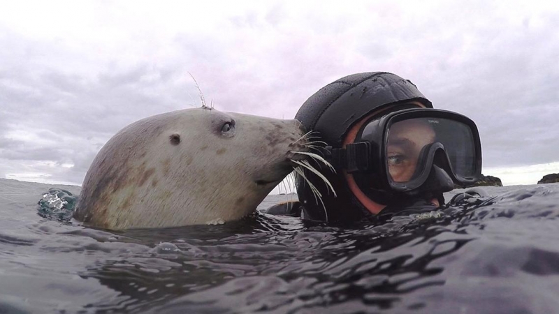 Ben Burville junto a una de las focas grises que lleva 17 años estudiando en el Atlántico norte. /NEWCASTLE UNIVERSITY