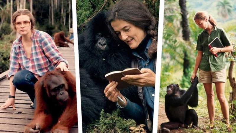 Biruté Galdikas, Jane Goodall y Dian Fossey. / SINC