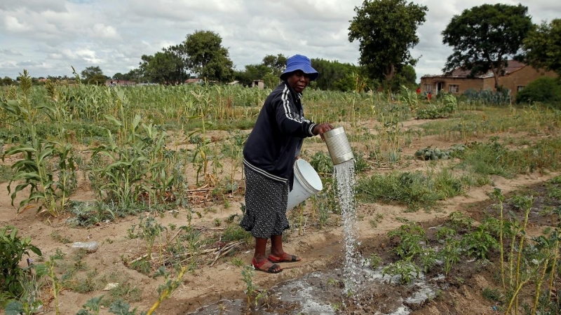 Una mujer usa agua de pozo para regar cultivos marchitos por una sequía prolongada en Bulawayo, Zimbabwe. (REUTERS / Philimon Bulawayo)