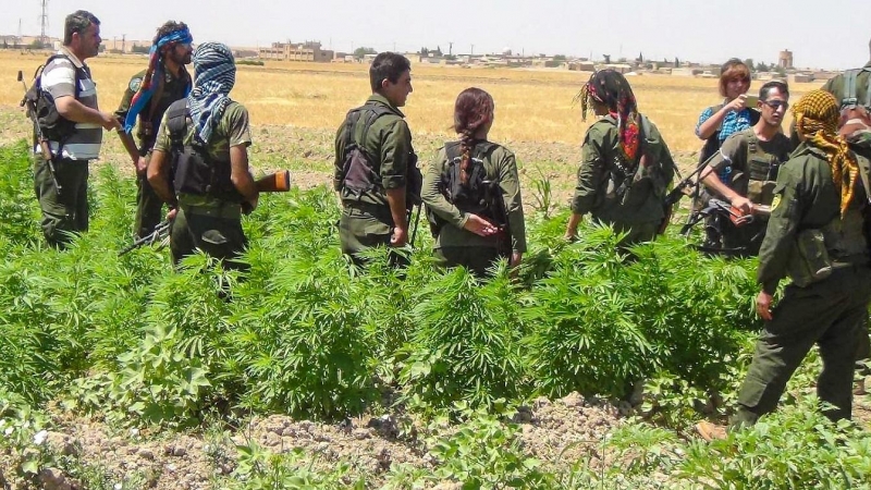 Milicianos de las SDF hallan una plantación de marihuana en un cultivo de la Administración Autónoma del Norte y el Este de Siria.