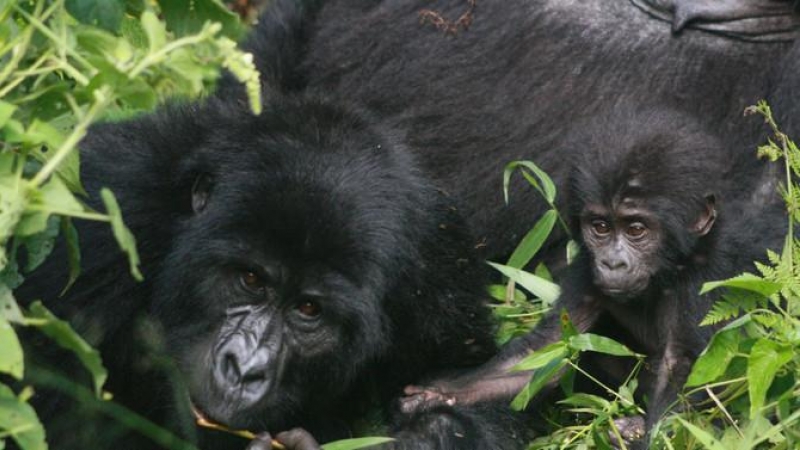 Los gorilas de montaña ya están en peligro de extinción. / Nancy J. Stevens