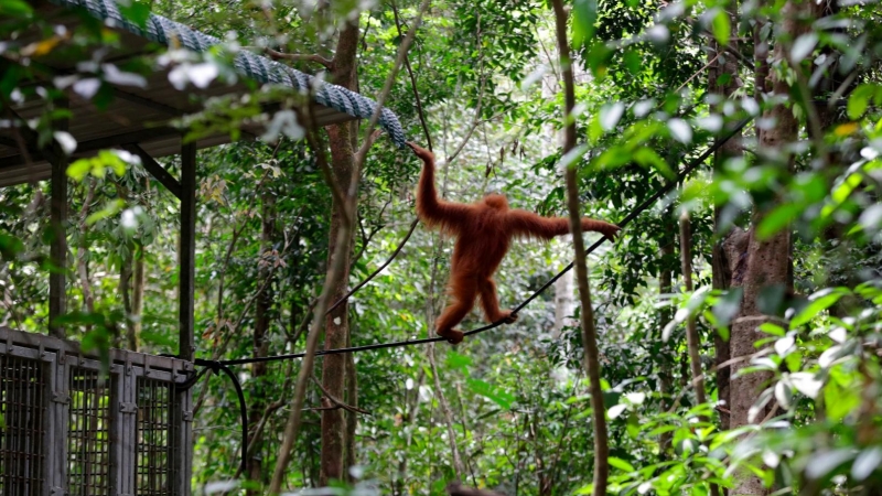 El orangután de Tapanuli es uno de los más vulnerables del mundo. / REUTERS