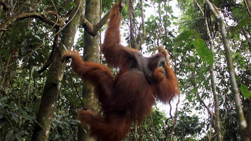 El orangután de Tapanuli es uno de los más vulnerables del mundo. / REUTERS