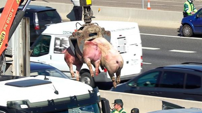 Una grúa recoge los cuerpos de varios cerdos muertos en un accidente de tráfico del camión ganadero que los transportaba hacia el matadero. (Igualdad Animal)
