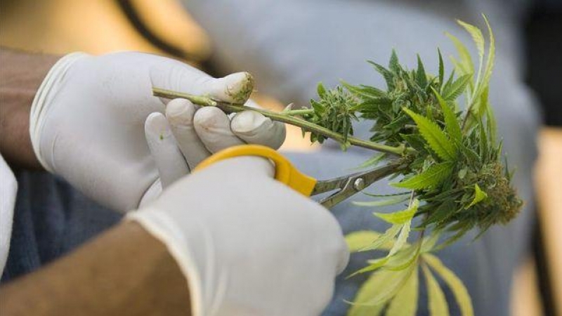 Un investigador revisa las plantas de cannabis | EFE