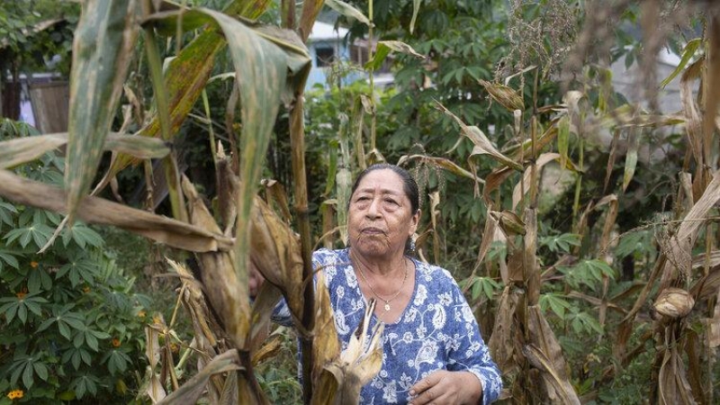 Datos de la FAO señalan que el porcentaje de mujeres que poseen títulos de propiedad de la tierra en América Latina y Caribe ronda el 18%. EDU LEÓN/ PROYECTO ATLAS, FUNDACIÓN ALDEA. 2019.