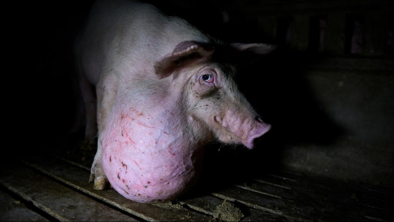 Un cerdo con una malformación en una granja española. / AITOR GARMENDIA