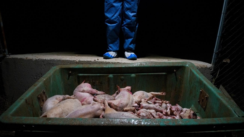 Cadáveres de lechones en un contenedor de una granja porcina. / AITOR GARMENDIA