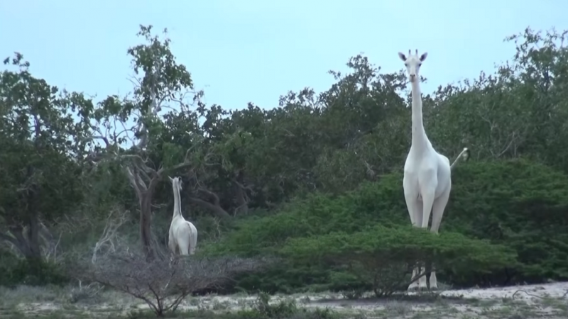 Ejemplar jirafa blanca de Kenia. / Captura de Youtube