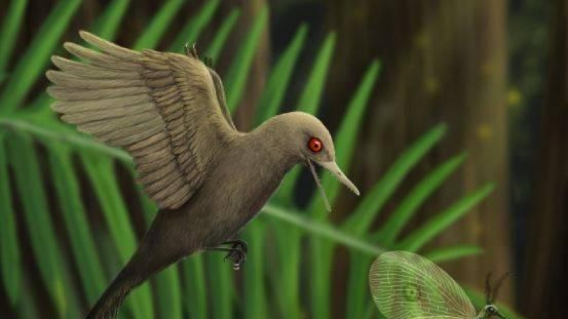 Representación artística del pájaro-dinosaurio que vivió hace 99 millones de años. / HAN Zhixin
