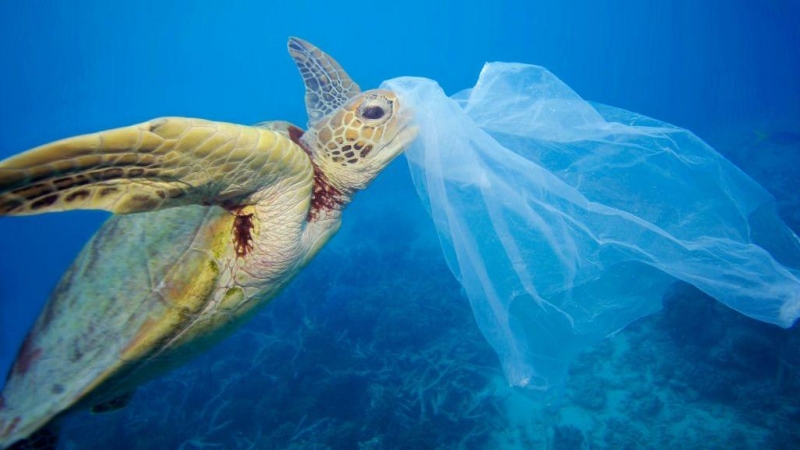 Una tortuga boba se acerca a una bolsa de plástico./WWF