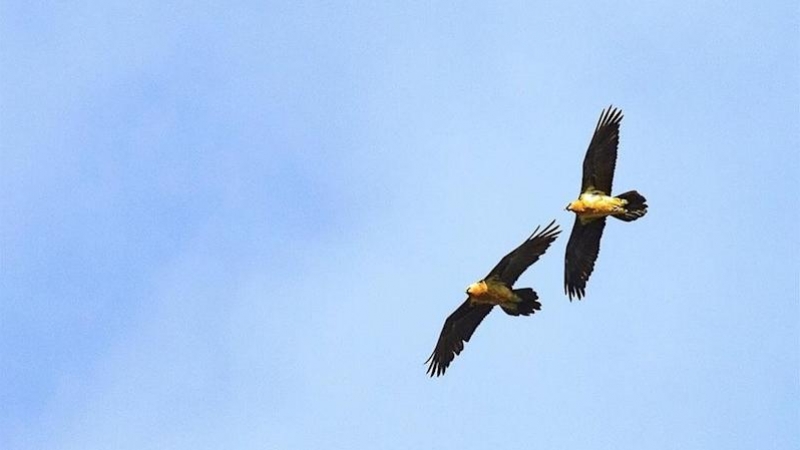 Liberado un nuevo ejemplar en Benia de Onís. FUNDACIÓN PARA LA CONSERVACIóN DEL QUEBRANTAHUESOS