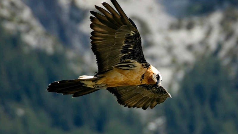 Nace el primer quebrantahuesos en Picos de Europa desde su extinción a mediados del siglo pasado. - EFE