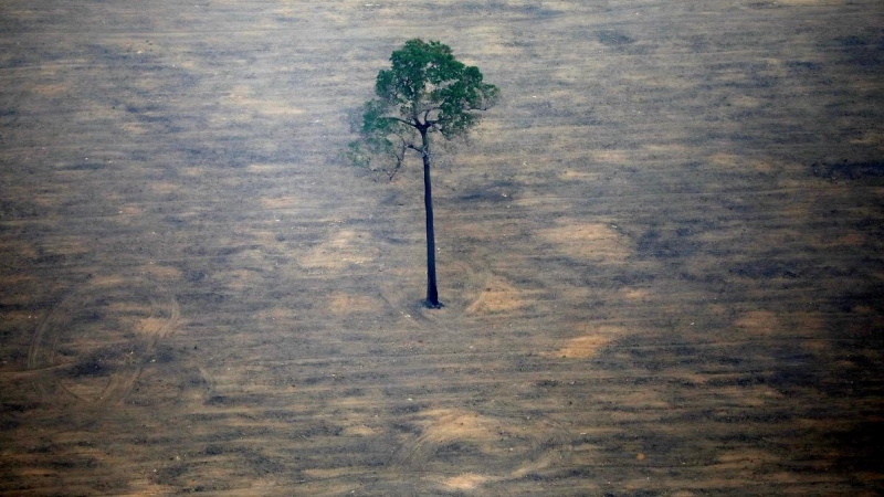 Un único árbol resiste en pie después de un proceso de deforestación. Reuters/Bruno Kelly