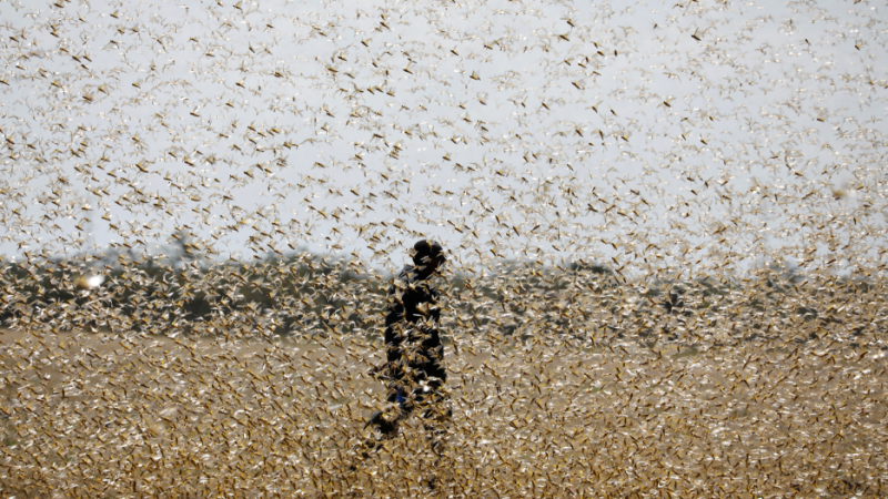 Un hombre intenta defenderse de un enjambre de langostas del desierto en Kenia. REUTERS / Baz Ratner