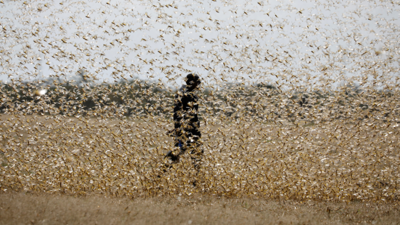 Un hombre intenta defenderse de un enjambre de langostas del desierto en Kenia. REUTERS / Baz Ratner