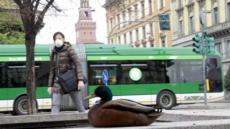 Un pato en la desierta plaza de Cadorna, en Milán, durante la crisis del coronavirus.  EFE/EPA/PAOLO SALMOIRAGO